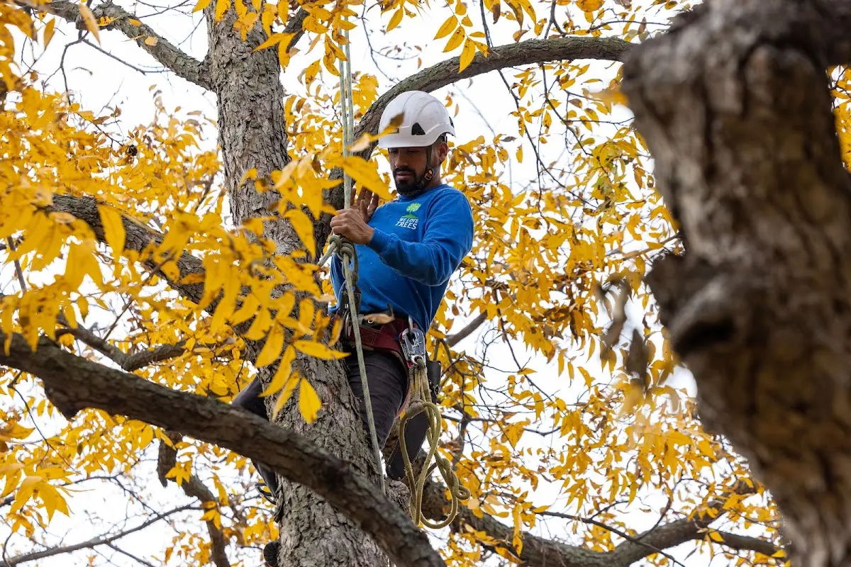Skilled Tree Pruning crew working in Waupun